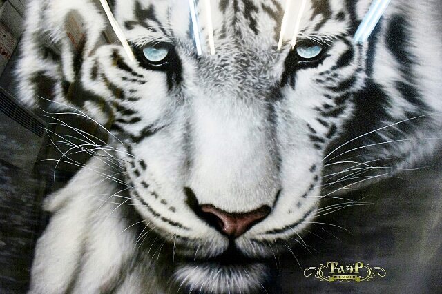 Белый тигр крупно